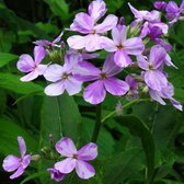 6 x Hesperis Matronalis (Violet) - Damastbloem Pot 9x9 cm - Paarse Wilde Bloemen