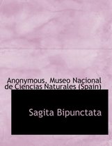 Sagita Bipunctata