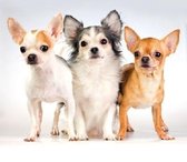 Ambiente servetten "Chihuahua"