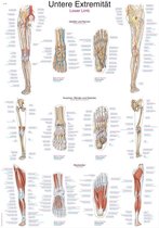 Het menselijk lichaam - anatomie poster onderste extremiteit (kunststof-folie, 70x100 cm)