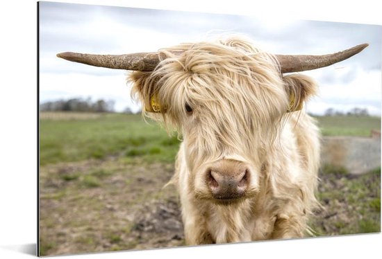 Highlander écossais de couleur Wit dans le pré Aluminium 30x20 cm - petit - Tirage photo sur aluminium (décoration murale métal)