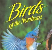 Birds of the Northeast