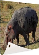 Schuttingposter Nijpaard - Eten - Gras - 200x100 cm - Tuindoek