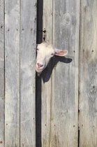 Hello Goat Blank Book Lined Journal (4x6)