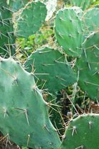 Spiky Green Cactus Plant Journal