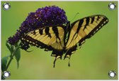 Tuinposter –Gele Vlinder op een Paarse Bloem– 90x60 Foto op Tuinposter (wanddecoratie voor buiten en binnen)