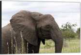 Dibond – Zuid-Afrikaanse Olifant– 90x60 Foto op Aluminium (Wanddecoratie van metaal)