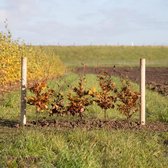 Groene beukenhaag - ‘Fagus sylvatica’ (100 stuks) 40 - 60 cm totaalhoogte