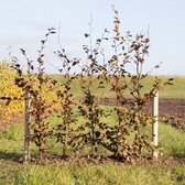 Rode beukenhaag - ‘Fagus syl. Atropunicea' (20 stuks) 125 - 150 cm totaalhoogte