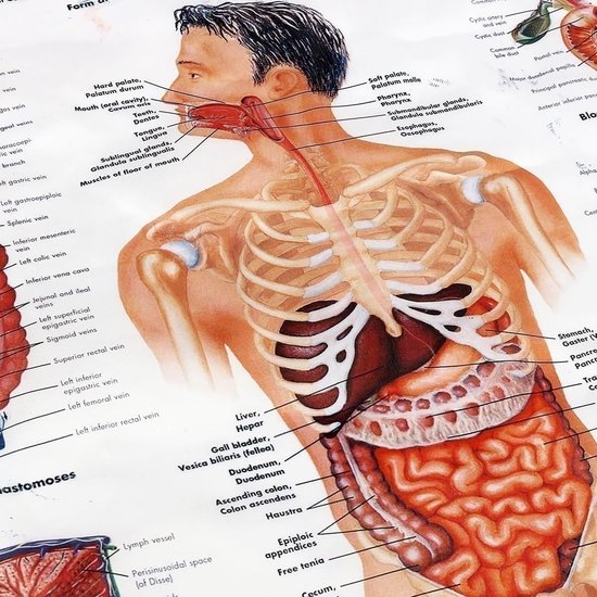 Affiche d'enseignement de l'anatomie humaine du système digestif 60x80cm  corps de