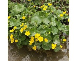 6 x Caltha Palustris - Dotterbloem pot 9x9cm