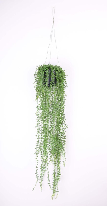 Emerald - Senecio hangplant - 70 cm - groen