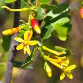 Ribes Aureum - Gele ribes 60-80 cm pot