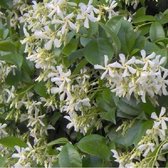 Trachelospermum Jasminoides - Sterjasmijn 50-60 cm in pot - Een Blijvende Klimplant met Betoverende Bloemen