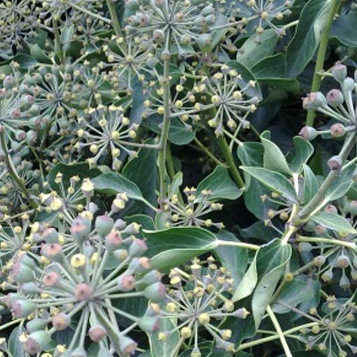 3 x Hedera Helix 'Arborescens' - Struikklimop 30-40 cm in pot