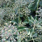 Hedera Helix 'Arborescens' - Struikklimop - 30-40 cm pot: Niet-klimmende vorm van klimop, vormt een dichte struik met groene bladeren.