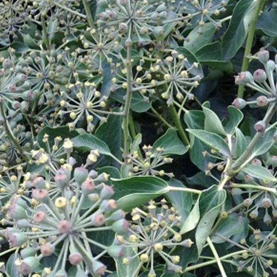 Hedera Helix 'Arborescens'