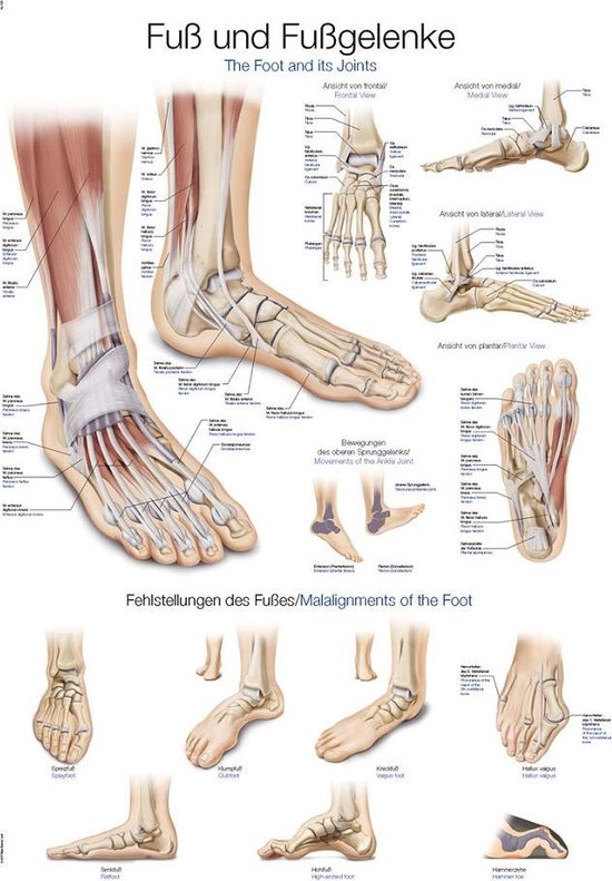Het menselijk lichaam - anatomie poster voet en voetgewrichten poster (kunststof-folie, 70x100 cm)