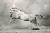 DP® Diamond Painting pakket volwassenen - Afbeelding: Springend paard zwart-wit - 50 x 75 cm volledige bedekking, vierkante steentjes - 100% Nederlandse productie! - Cat.: Dieren - Paarden
