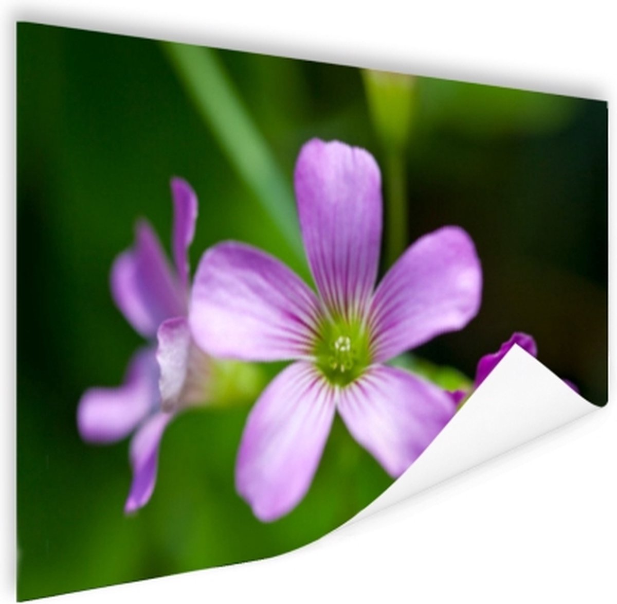 Poster Klein paars bloempje - 120x80 cm