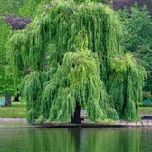 Salix Sepulcralis 'Chrysocoma' - Treurwilg - Stamomtrek 8-10 cm Hoogte 275 cm in 35 ltr pot
