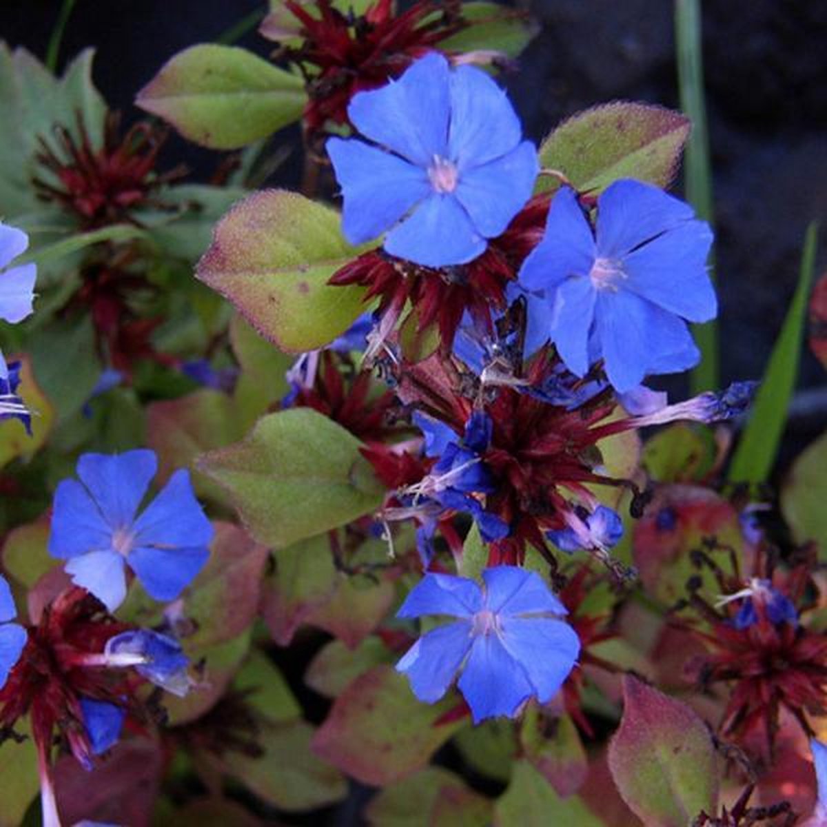 6 x Ceratostigma Plumbaginoides - Loodkruid pot 9x9cm