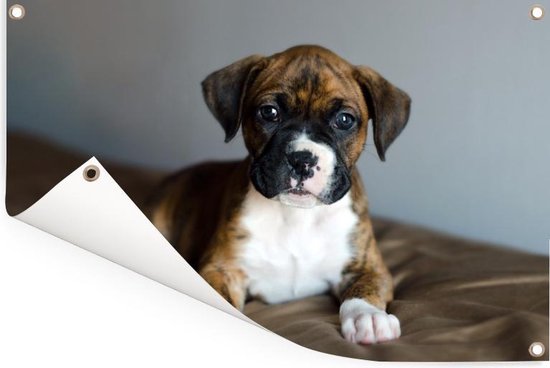 Affiche de jardin chiot Boxer couché sur un kussen 90x60 cm - Toile de jardin / Toile d'extérieur / Peintures pour l'extérieur (décoration de jardin)