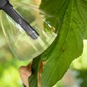Een hand reikt met een insectenvanger naar een spin op een groen blad.