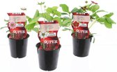 Aardbeien Plantenpakket