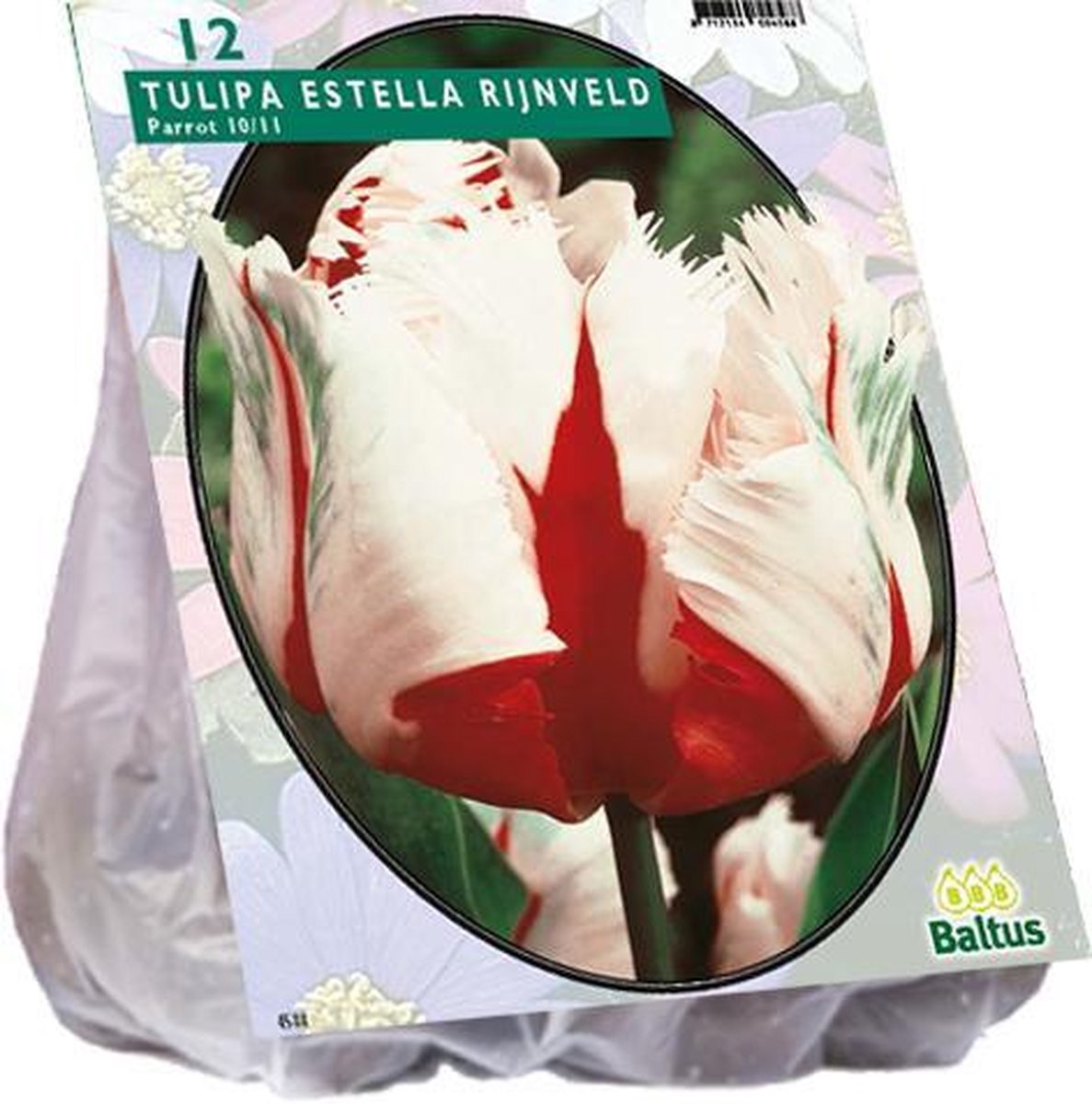 Tulipa (Tulpen) bloembollen - Estella Rijnveld Parkiet - 2 x 12 stuks