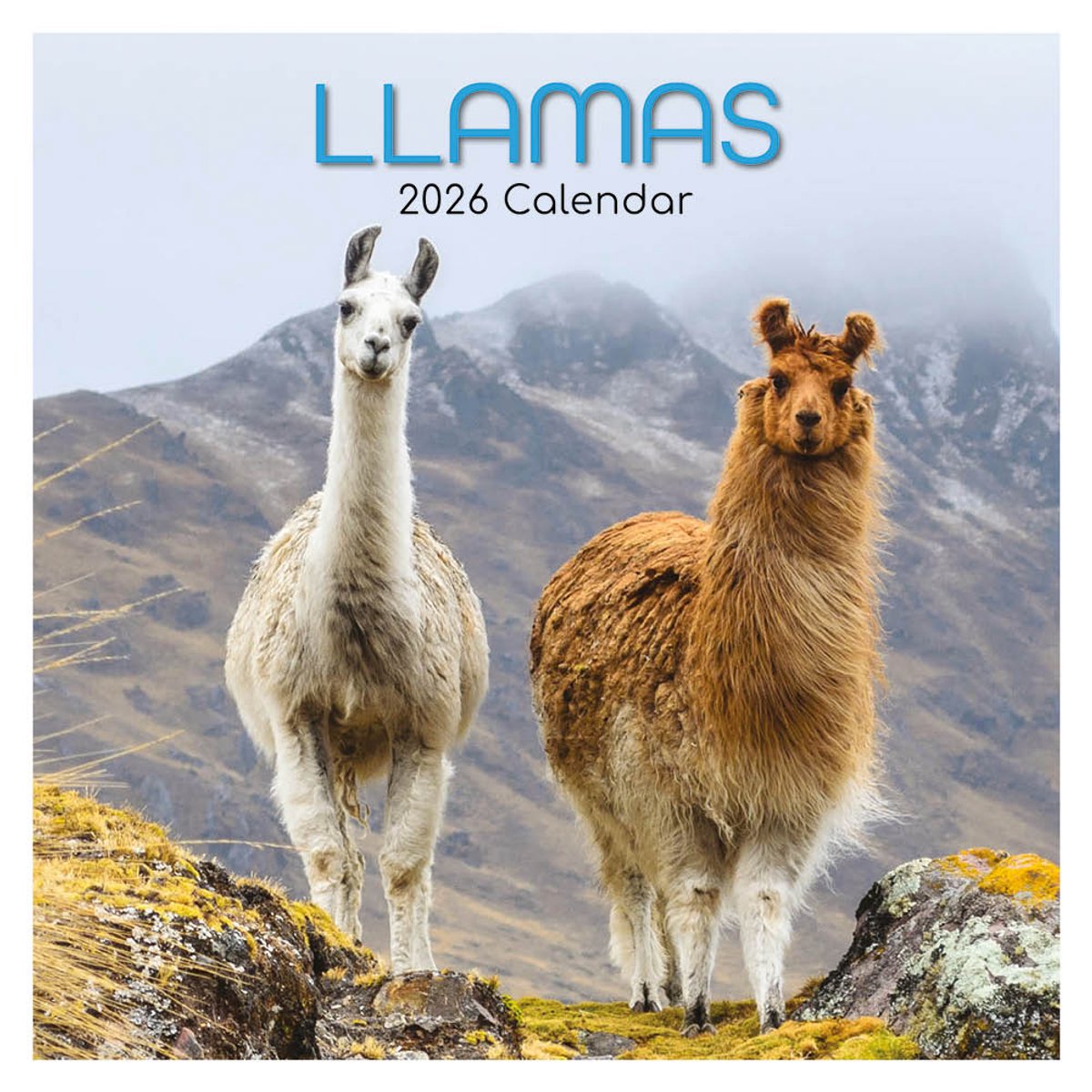 Llamas kalender - 2026