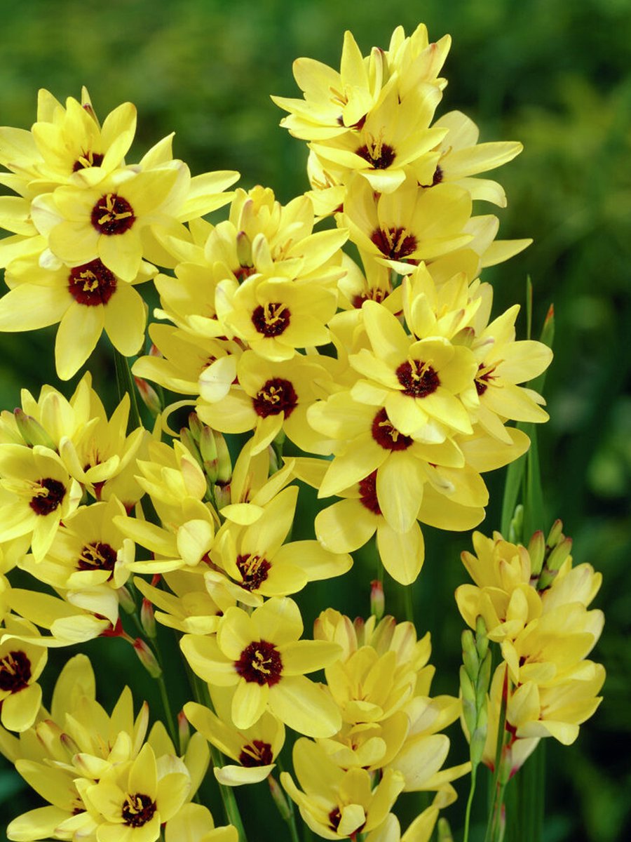 Ixia Yellow emperor | 25 stuks | Geel | Snijbloem | 100% Bloeigarantie