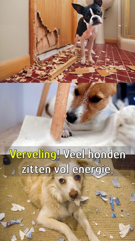Dogsto Veiligheidsriem voor kleine en middelgrote honden