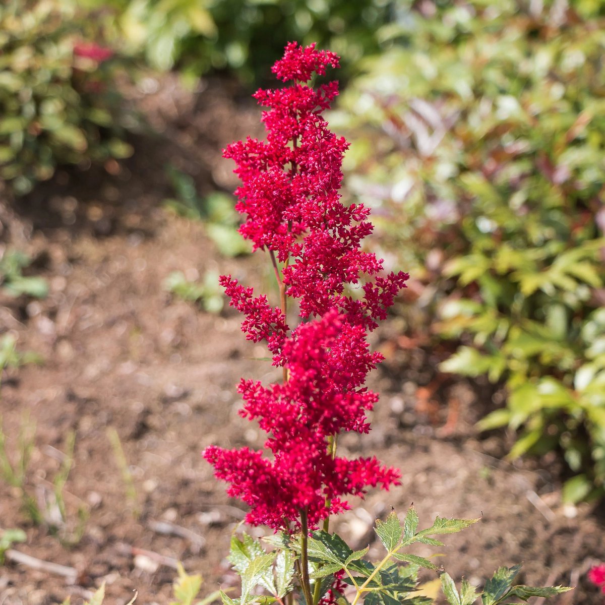 6x Astilbe arendsii 'Etna' Pot 9x9cm - Prachtige planten voor in de tuin