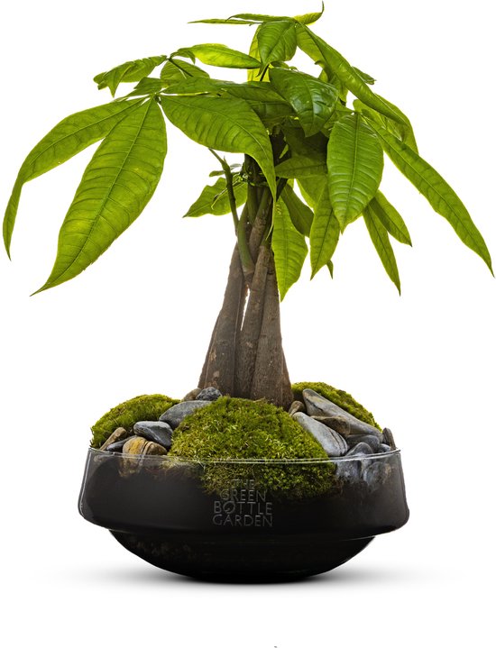 The Green Bottle Garden - Iris Pachira L - Terrarium - Flessentuin - Pachira in vaas - kant en klaar-
