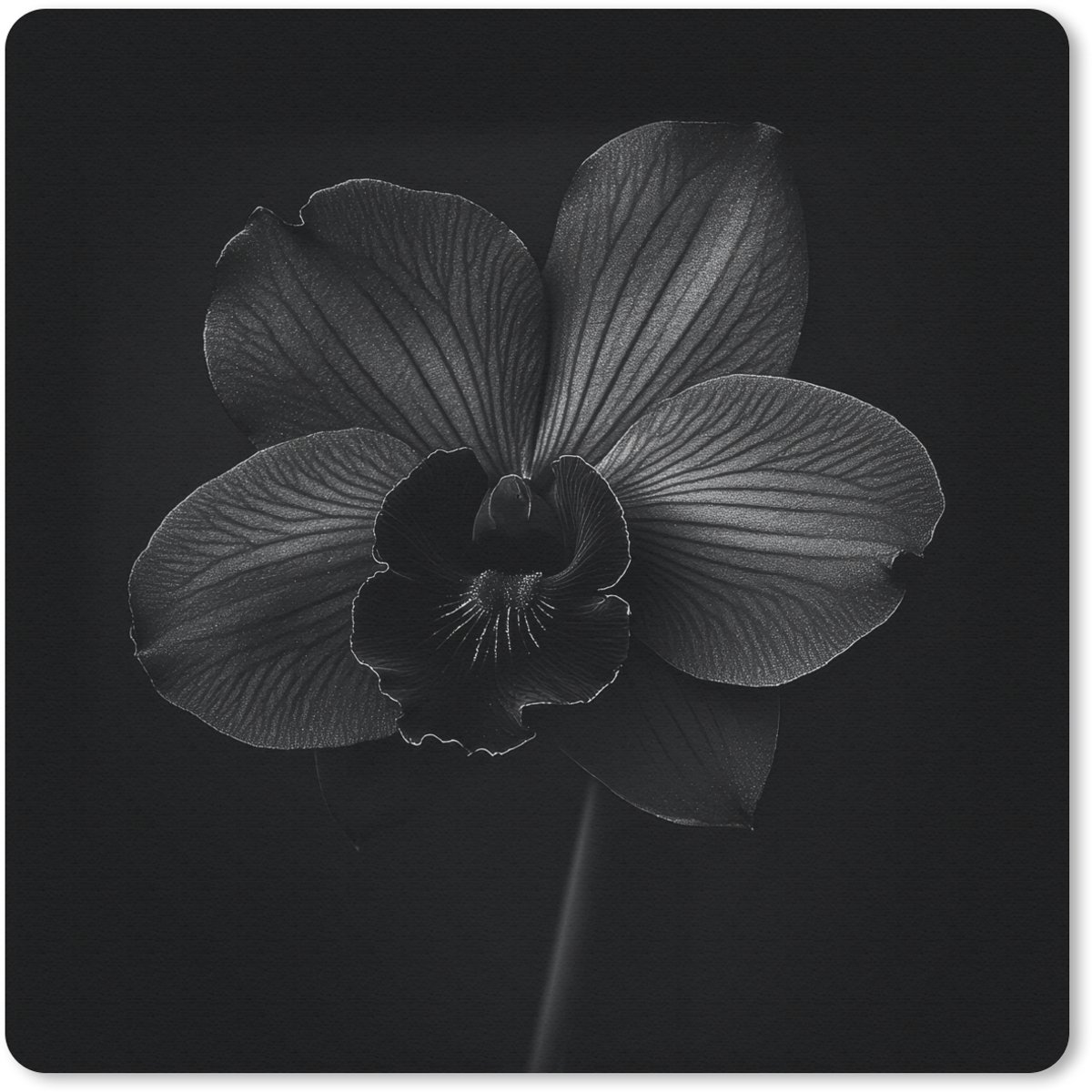 Muismat 20x20 cm - Mousepad Zwart - Bloem - Orchidee - Muismatten