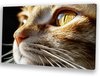 marron, Blanc, orange, Or, Noir, Hyperréalisme, Chat