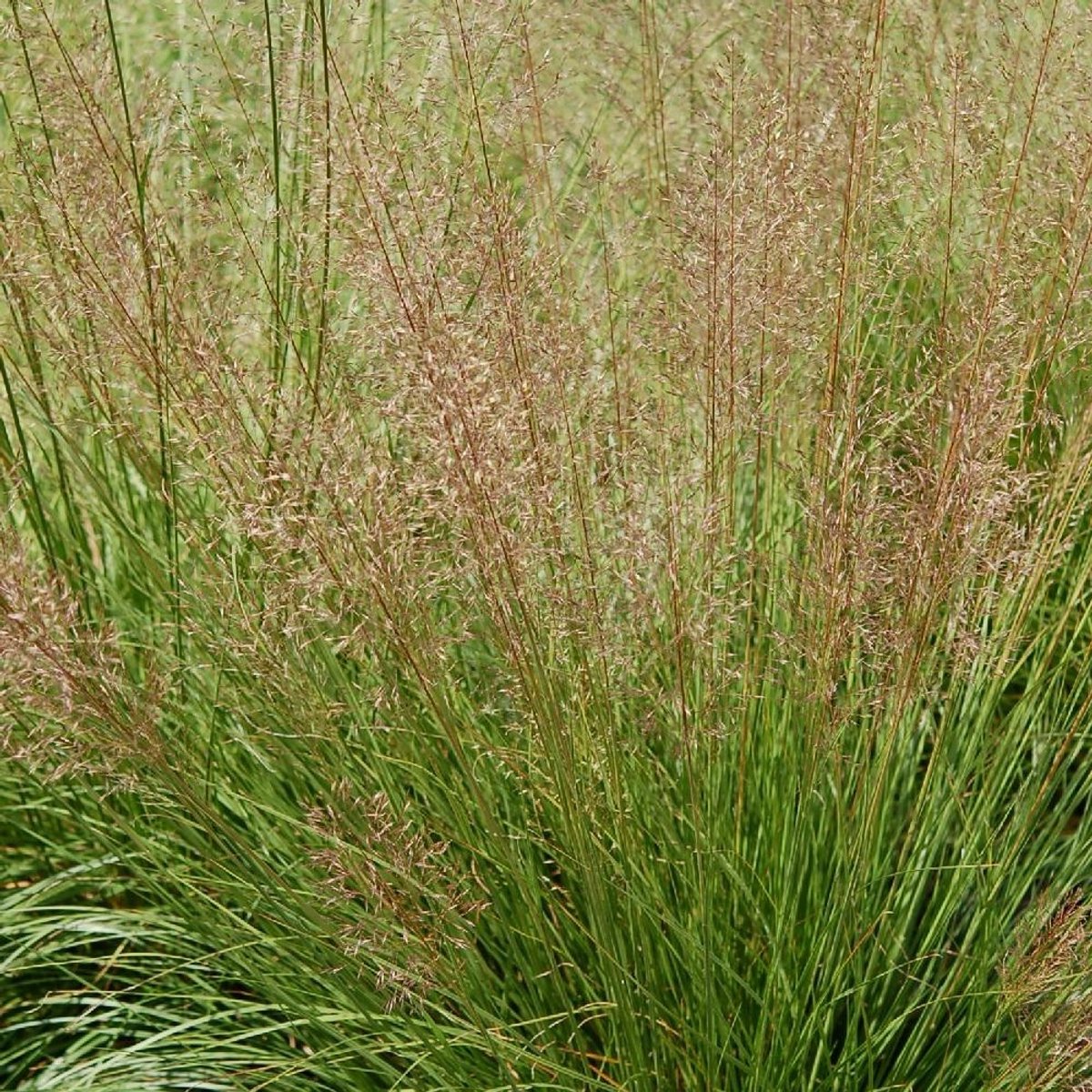6x Sporobolus heterolepis 'Cloud' Pot 9x9cm - Siergras voor tuin en border
