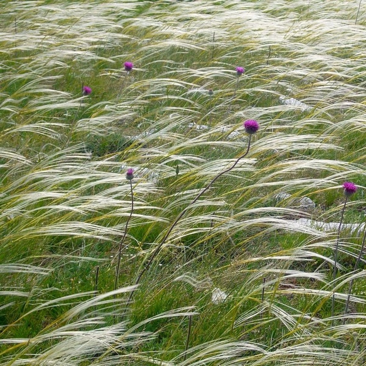 6x Stipa pennata Pot 9x9cm - Prachtig siergras voor in de tuin