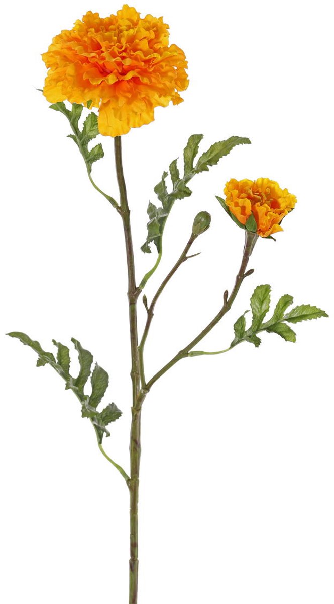 Driesprong collection - Afrikaantje tagetes erecta , 2 bloemen kun...