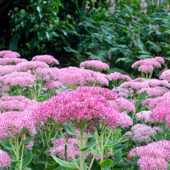 Dichte clusters roze bloemen met groene bladeren, op de achtergrond groen gebladerte.