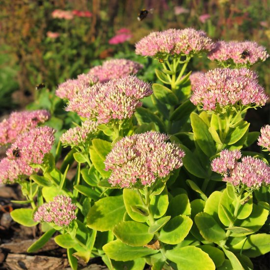 Roze bloemen met groene bladeren, vliegende insecten en zonnige achtergrond.