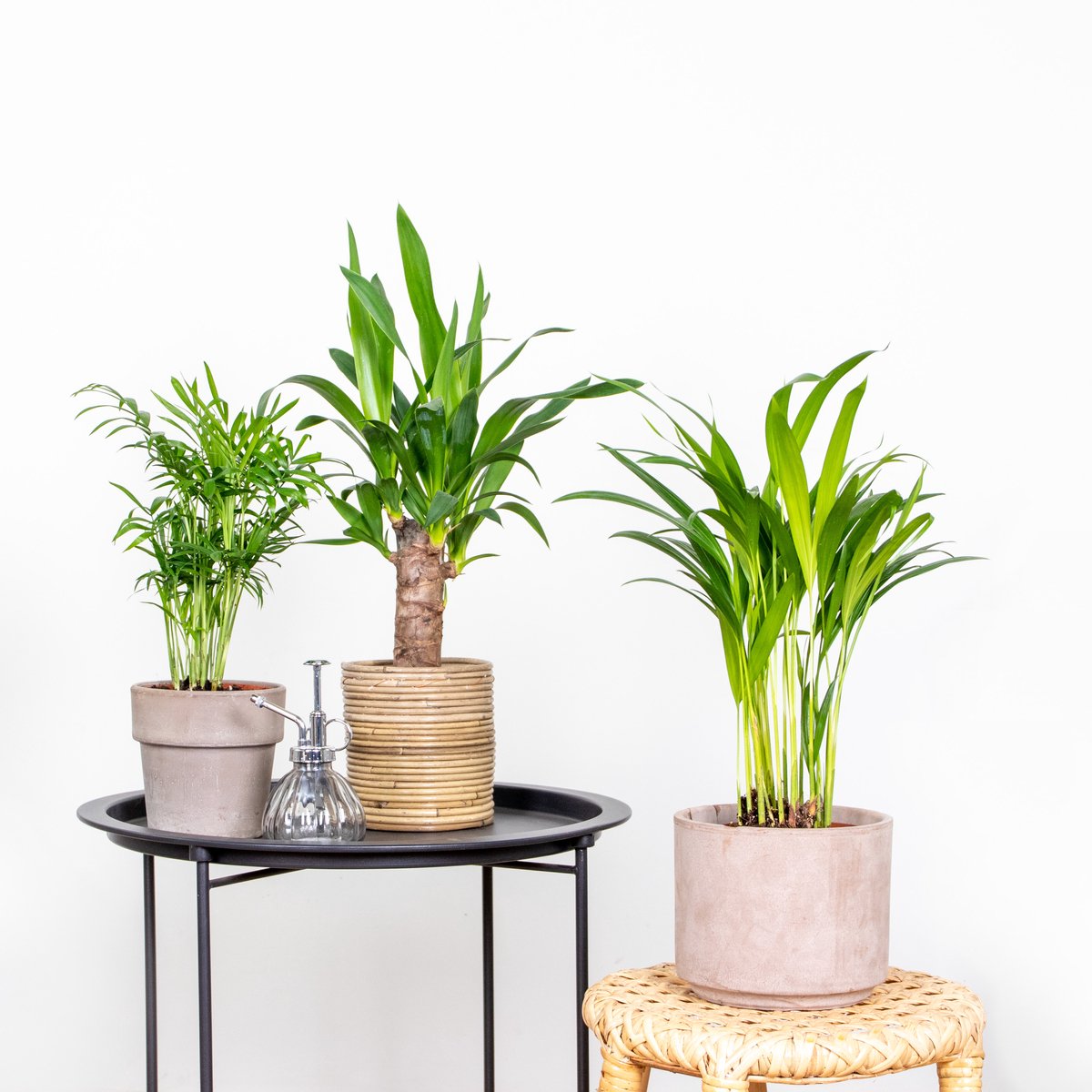 Bol.com Bloomique - Set van 3 - Tropische Palmen Mix – Dypsis-Chamaedorea-Yucca – Onderhoudsvriendelijk - 20-45 cm - Pot 12 cm -... aanbieding