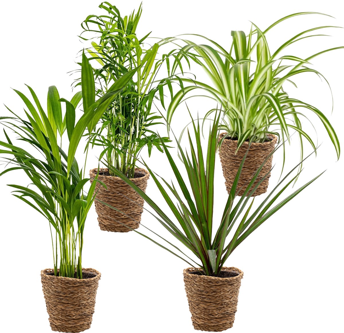 Bol.com Bloomique - Mix van 4 - Luchtzuiverende Mix - Dracaena - Dypsis - Chamaedorea - Chlorophytum - Kamerplanten - Hoogte 20-... aanbieding