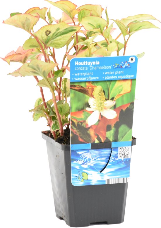 Doku -Dami - Houttuynia 'Kameleon' - per Stuk - Vijverplant in Kwekerspot - ⌀ 9 cm - 10-20 cm
