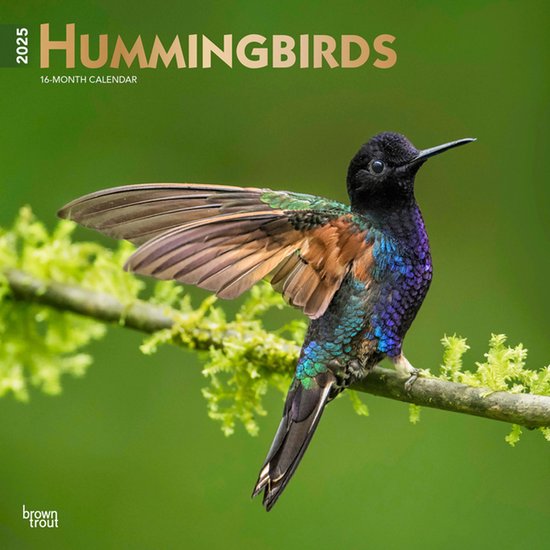 Foto: Hummingbirds 2025 12 x 24 inch monthly square wall calendar foil stamped cover plastic free