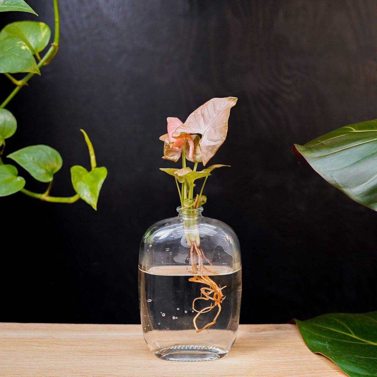 Santiago | Hydroponie | Muurdecoratie |Transparant glas |Syngonium Neon