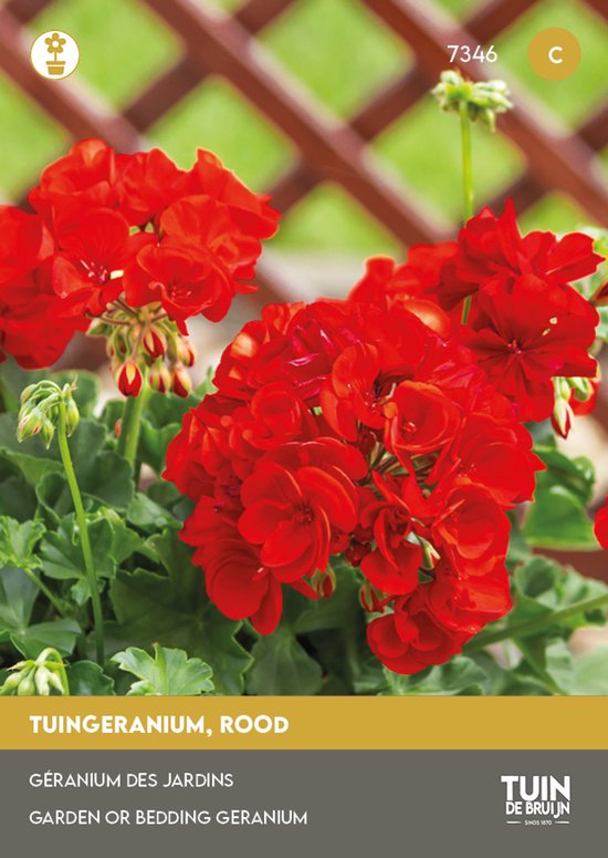 Tuin de Bruijn® zaden - Geranium rood - Tuingeranium - Geschikt voor borders en bloempotten - 15 zaden