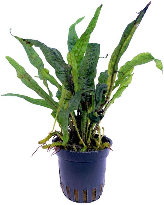 Anubias barteri sp. op hout XL - Aquarium Coenen Anubias barteri sp. op hout XL - Aquarium Coenen