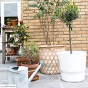 Zinken gieter op een betegeld terras bij potten met planten, waaronder een boom met oranje vruchten.